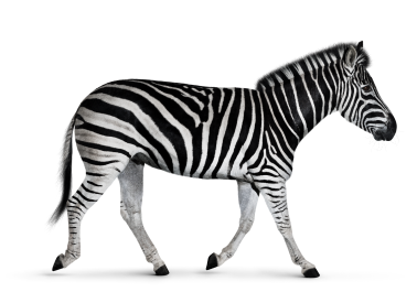 Investec Zebra